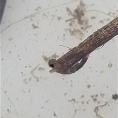 Unverified Caddisfly (Trichoptera) at Belconnen, ACT - 29 Oct 2025 by Butterflygirl