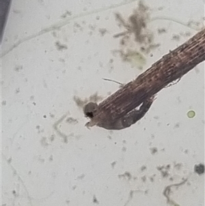 Unverified Caddisfly (Trichoptera) at Belconnen, ACT - 29 Oct 2025 by Butterflygirl