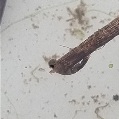 Unverified Caddisfly (Trichoptera) at Belconnen, ACT - 29 Oct 2025 by Butterflygirl