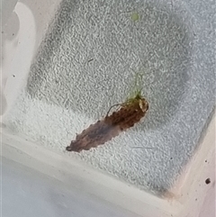 Unverified Other Invertebrate at Belconnen, ACT - 29 Oct 2025 by Butterflygirl