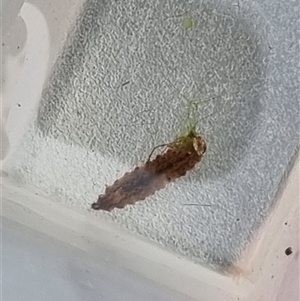 Unverified Other Invertebrate at Belconnen, ACT - 29 Oct 2025 by Butterflygirl