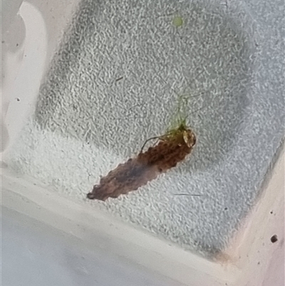 Unverified Other Invertebrate at Belconnen, ACT - 29 Oct 2025 by Butterflygirl