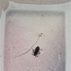 Unverified Other Invertebrate at Belconnen, ACT - 29 Oct 2025 by Butterflygirl