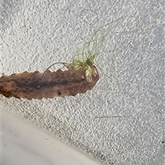 Unverified Other Invertebrate at Belconnen, ACT - 29 Oct 2025 by Butterflygirl