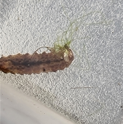 Unverified Other Invertebrate at Belconnen, ACT - 29 Oct 2025 by Butterflygirl