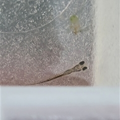 Unverified Other Invertebrate at Belconnen, ACT - 29 Oct 2025 by Butterflygirl