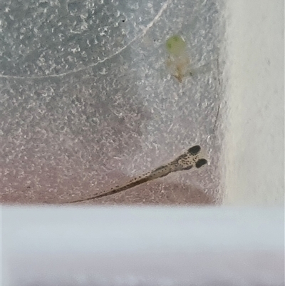 Unverified Other Invertebrate at Belconnen, ACT - 29 Oct 2025 by Butterflygirl