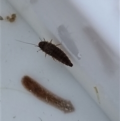 Unverified Other Invertebrate at Belconnen, ACT - 29 Oct 2025 by Butterflygirl