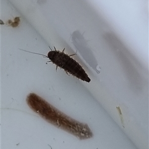 Unverified Other Invertebrate at Belconnen, ACT - 29 Oct 2025 by Butterflygirl