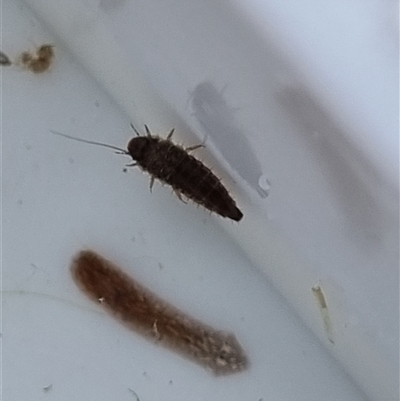 Unverified Other Invertebrate at Belconnen, ACT - 29 Oct 2025 by Butterflygirl