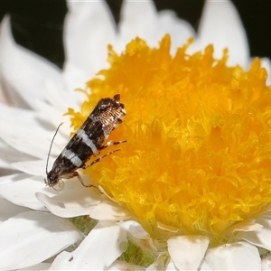 Glyphipterix platydisema (A Gem moth (Gliphypterigidae)) at Yarralumla, ACT - 29 Oct 2025 by TimL