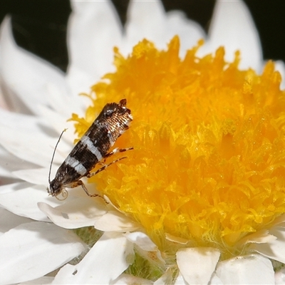 Glyphipterix platydisema (A Gem moth (Gliphypterigidae)) at Yarralumla, ACT - 29 Oct 2025 by TimL