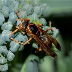 Polistes (Polistella) humilis (Common Paper Wasp) at Higgins, ACT - 25 Oct 2025 by AlisonMilton