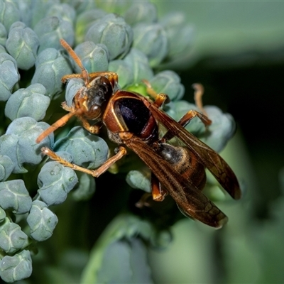 Polistes (Polistella) humilis (Common Paper Wasp) at Higgins, ACT - 25 Oct 2025 by AlisonMilton