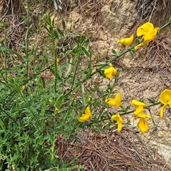 Cytisus scoparius subsp. scoparius (Scotch Broom, Broom, English Broom) at Isaacs, ACT - 29 Oct 2025 by Mike