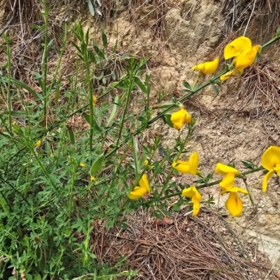 Cytisus scoparius subsp. scoparius (Scotch Broom, Broom, English Broom) at Isaacs, ACT - 29 Oct 2025 by Mike