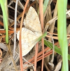 Scopula rubraria (Reddish Wave, Plantain Moth) at Isaacs, ACT - 29 Oct 2025 by Mike