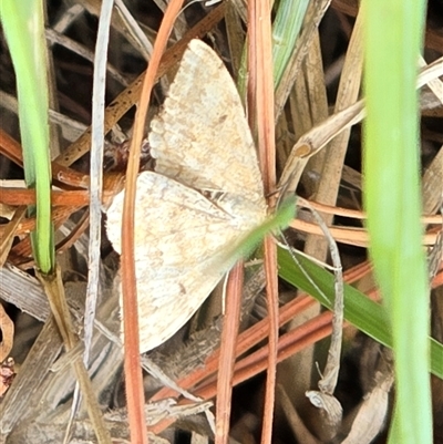 Scopula rubraria (Reddish Wave, Plantain Moth) at Isaacs, ACT - 29 Oct 2025 by Mike