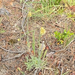 Pseudognaphalium luteoalbum (Jersey Cudweed) at Isaacs, ACT - 29 Oct 2025 by Mike
