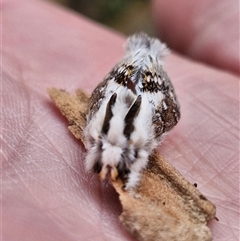 Porela delineata (Lined Porela) at Holt, ACT - 29 Oct 2025 by JajiClack