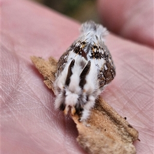 Porela delineata (Lined Porela) at Holt, ACT - 29 Oct 2025 by JajiClack
