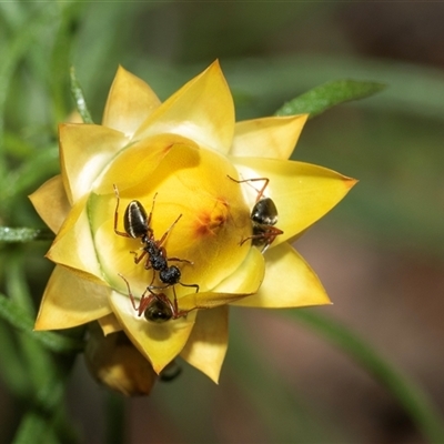 Dolichoderus scabridus (Dolly ant) at Uriarra Village, ACT - 24 Oct 2025 by AlisonMilton