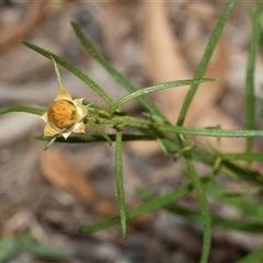 Xerochrysum viscosum (Sticky Everlasting) at Uriarra Village, ACT - 24 Oct 2025 by AlisonMilton