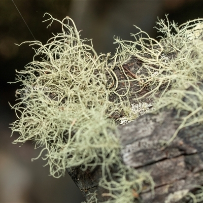 Usnea sp. (genus) at Uriarra Village, ACT - 24 Oct 2025 by AlisonMilton