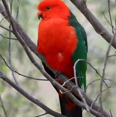 Alisterus scapularis (Australian King-Parrot) at Yarralumla, ACT - 29 Oct 2025 by TimL
