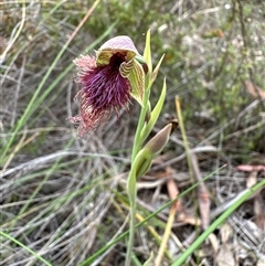 Calochilus robertsonii (Beard Orchid) at Aranda, ACT - 29 Oct 2025 by lbradley