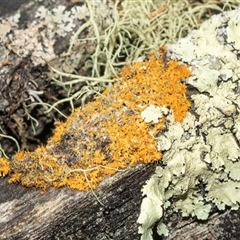 Unverified Lichen at Uriarra Village, ACT - 24 Oct 2025 by AlisonMilton