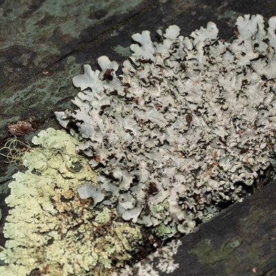 Unverified Lichen at Uriarra Village, ACT - 24 Oct 2025 by AlisonMilton