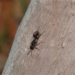 Unverified Wasp (Hymenoptera, Apocrita) at Uriarra Village, ACT - 24 Oct 2025 by AlisonMilton