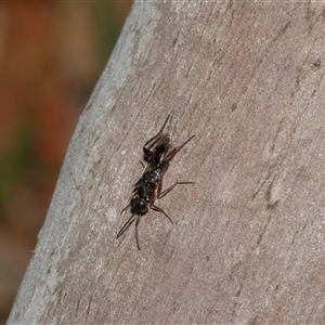 Unverified Wasp (Hymenoptera, Apocrita) at Uriarra Village, ACT - 24 Oct 2025 by AlisonMilton