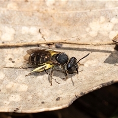 Unverified Bee (Hymenoptera, Apiformes) at Uriarra, NSW - 24 Oct 2025 by AlisonMilton