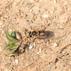 Unverified Bee (Hymenoptera, Apiformes) at Uriarra Village, ACT - 24 Oct 2025 by AlisonMilton