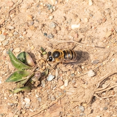 Unverified Bee (Hymenoptera, Apiformes) at Uriarra Village, ACT - 24 Oct 2025 by AlisonMilton