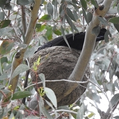 Corcorax melanorhamphos (White-winged Chough) at Kambah, ACT - 29 Oct 2025 by HelenCross