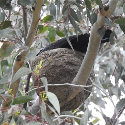Corcorax melanorhamphos (White-winged Chough) at Kambah, ACT - 29 Oct 2025 by HelenCross