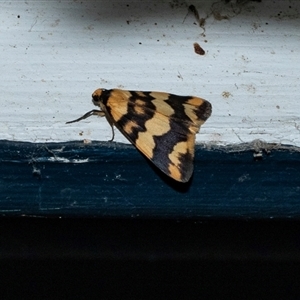 Termessa zonophanes (Double Yellow-patched Footman) at Higgins, ACT - 17 Oct 2025 by AlisonMilton