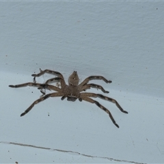 Unverified Huntsman spider (Sparassidae) at Higgins, ACT - 17 Oct 2025 by AlisonMilton