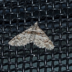 Phrissogonus laticostata (Apple looper moth) at Higgins, ACT - 17 Oct 2025 by AlisonMilton