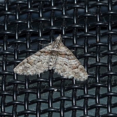 Phrissogonus laticostata (Apple Looper Moth) at Higgins, ACT - 17 Oct 2025 by AlisonMilton