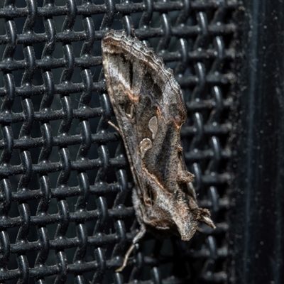 Chrysodeixis argentifera (Tobacco Looper) at Higgins, ACT - 17 Oct 2025 by AlisonMilton