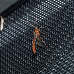 Unverified Parasitic wasp (numerous families) at Higgins, ACT - 17 Oct 2025 by AlisonMilton