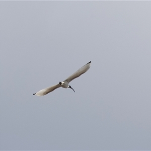 Threskiornis molucca at Adelaide, SA - 22 Sep 2025 by AlisonMilton