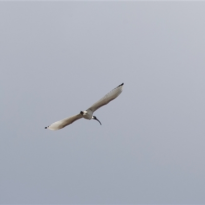 Threskiornis molucca at Adelaide, SA - 22 Sep 2025 by AlisonMilton