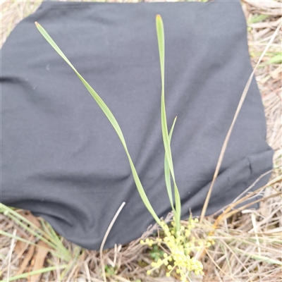 Lomandra filiformis subsp. coriacea (Wattle Matrush) at Hackett, ACT - 29 Oct 2025 by JenniM