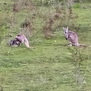 Macropus giganteus (Eastern Grey Kangaroo) at Isaacs, ACT - Yesterday by Mike