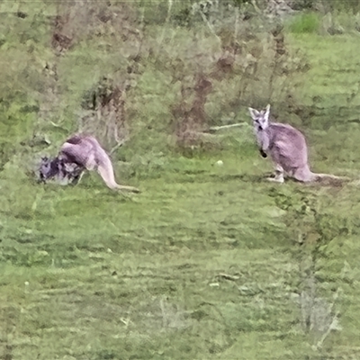 Macropus giganteus (Eastern Grey Kangaroo) at Isaacs, ACT - 29 Oct 2025 by Mike